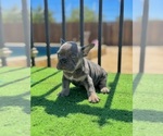 Small #1 French Bulldog