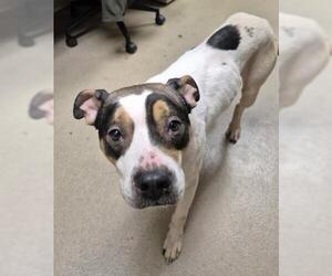 ANGEL WINGS - Female Mutt Dog for Adoption