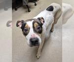 ANGEL WINGS - Female Mutt Dog for Adoption - Small photo