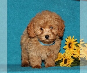 Poovanese Puppy for sale in CHRISTIANA, PA, USA