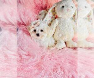 Medium Maltese