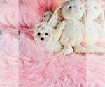 Puppy Puppy 1 Maltese