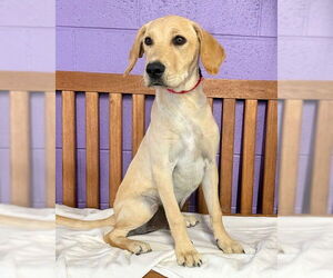 Mutt Dogs for adoption in Genesee, WI, USA