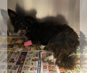 Chihuahua-Unknown Mix Dogs for adoption in Modesto, CA, USA