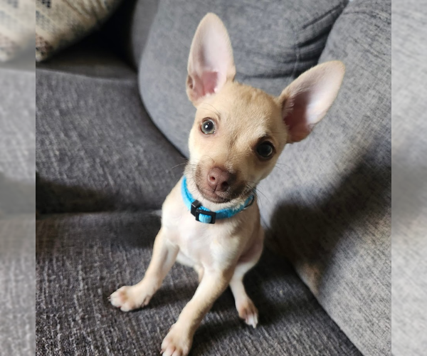 Medium Photo #2 Chihuahua-Unknown Mix Puppy For Sale in Shermans Dale, PA, USA