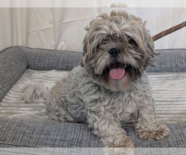 Medium Photo #1 Shih Tzu-Unknown Mix Puppy For Sale in Minneapolis, MN, USA