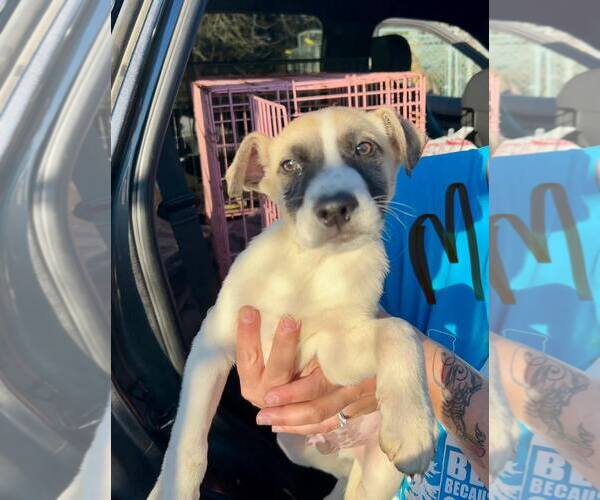 Medium Photo #3 Mutt Puppy For Sale in Minneapolis, MN, USA
