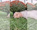 Puppy Red Goldendoodle