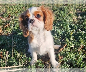 Cavalier King Charles Spaniel Puppy for sale in PROVIDENCE, RI, USA