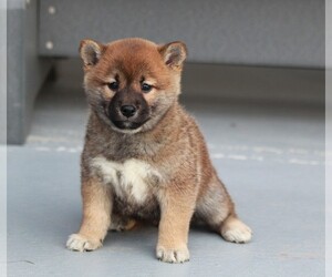 Shiba Inu Puppy for sale in APPLE CREEK, OH, USA
