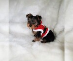Small Photo #2 Yorkshire Terrier Puppy For Sale in NICHOLSON, GA, USA