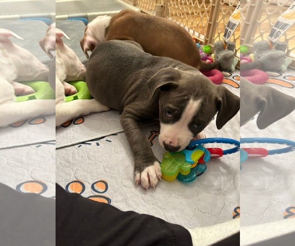 Medium Photo #1 Mutt Puppy For Sale in Holly Springs, NC, USA