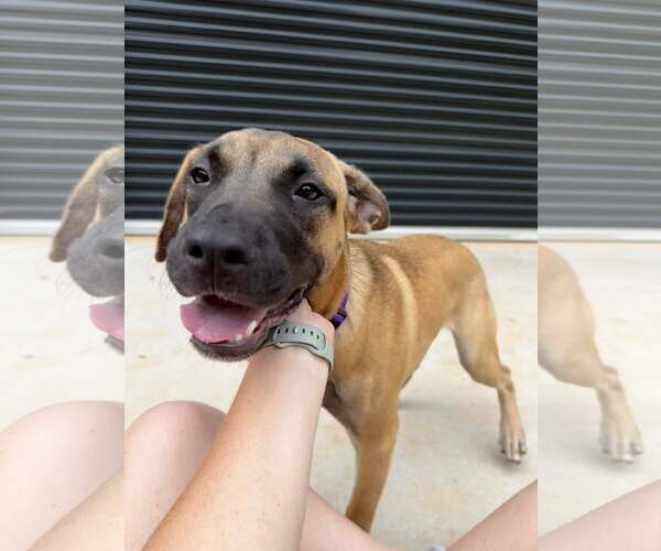 Medium Photo #4 Mutt Puppy For Sale in Decatur, GA, USA