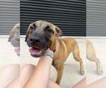 Small #3 Mutt