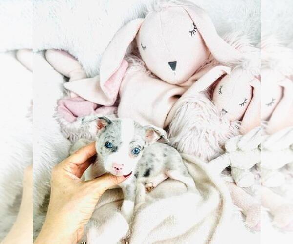 Medium Photo #22 Chihuahua Puppy For Sale in AVENEL, NJ, USA