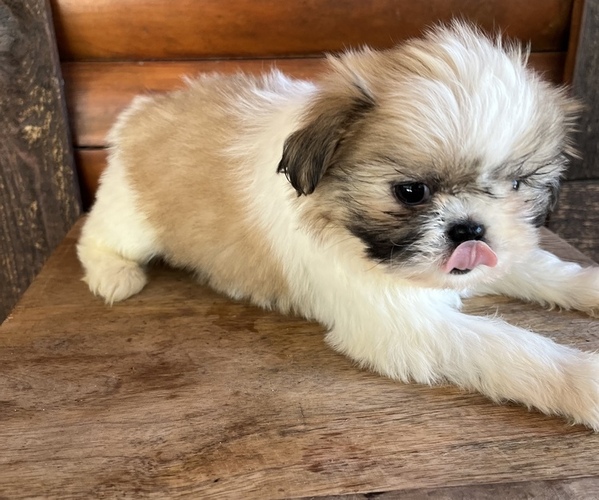 Medium Photo #2 Shiranian Puppy For Sale in SAINT AUGUSTINE, FL, USA