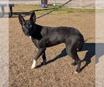 Small #5 Australian Kelpie Mix