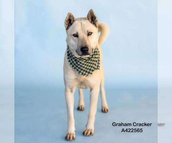 Medium Photo #2 Siberian Husky-Unknown Mix Puppy For Sale in Conroe, TX, USA