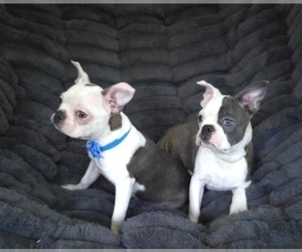 Medium Photo #7 Boston Terrier Puppy For Sale in MINERAL WELLS, WV, USA