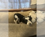 Small #2 Schnauzer (Miniature)