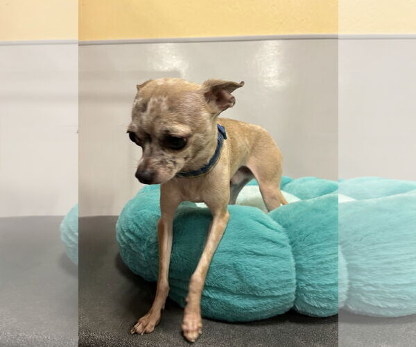 Medium Photo #2 Chihuahua Puppy For Sale in Pipe Creek, TX, USA