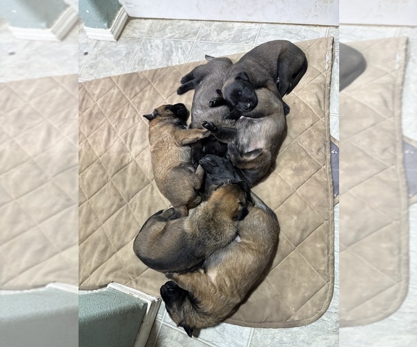 Medium Photo #12 Belgian Malinois Puppy For Sale in EPHRATA, WA, USA