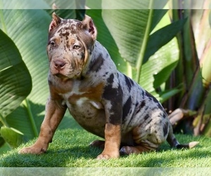 American Bully Puppy for sale in DE LEON SPRINGS, FL, USA