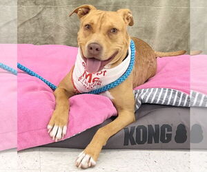 Mutt Dogs for adoption in McCormick, SC, USA