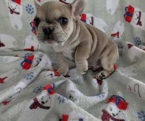 Medium French Bulldog