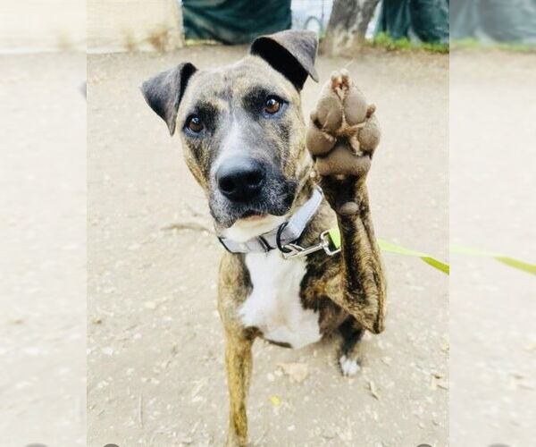 Medium Photo #2 American Staffordshire Terrier Puppy For Sale in Santa Barbara, CA, USA