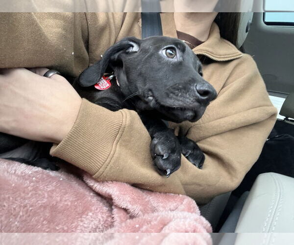 Medium Photo #3 Mutt Puppy For Sale in Springdale, PA, USA