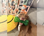 Small #2 American Pit Bull Terrier-Labrador Retriever Mix