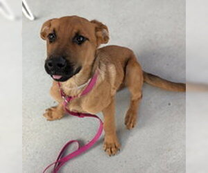 Mutt Dogs for adoption in Salinas, CA, USA