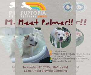 Chihuahua-Chow Chow Mix Dogs for adoption in Houston, TX, USA