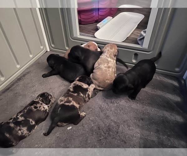 Medium Photo #180 American Bully Puppy For Sale in REESEVILLE, WI, USA