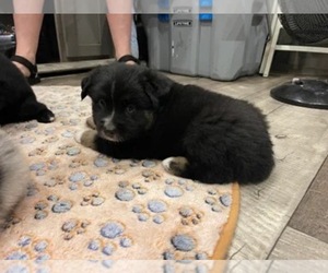 Medium Miniature Australian Shepherd
