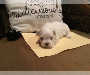 Maltese Puppy for sale in FRANKTON, IN, USA