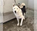SAPPHIRE - Female Siberian Husky Dog for Adoption - Small photo