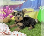 Small #6 Yorkshire Terrier