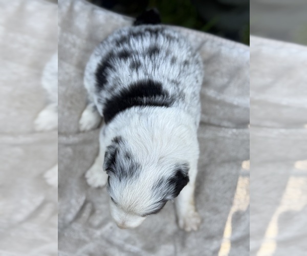Medium Photo #55 Border Collie Puppy For Sale in MOSIER, OR, USA