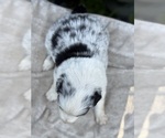 Small Photo #55 Border Collie Puppy For Sale in MOSIER, OR, USA