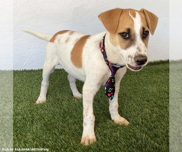 Medium Photo #2 Jack Russell Terrier-Labrador Retriever Mix Puppy For Sale in San Diego, CA, USA