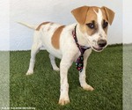 Small Photo #2 Jack Russell Terrier-Labrador Retriever Mix Puppy For Sale in San Diego, CA, USA