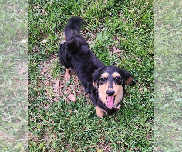 Medium Photo #12 Dachshund Puppy For Sale in Shelbyville, TN, USA