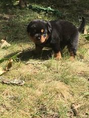 Rottweiler Puppy for sale in SIDNEY, IL, USA