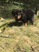 Small Photo #1 Rottweiler Puppy For Sale in SIDNEY, IL, USA