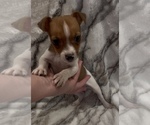Small #11 Jack Russell Terrier