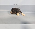 Small Photo #44 Bernedoodle (Miniature) Puppy For Sale in BLACK FOREST, CO, USA
