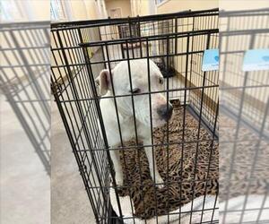 Mutt Dogs for adoption in Texas City, TX, USA