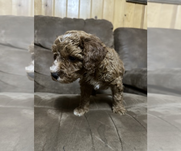 Medium Photo #10 Poodle (Miniature) Puppy For Sale in AKELEY, MN, USA